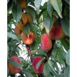 Саженец персика "Инжирный ранний" Саженец персика "Инжирный ранний"