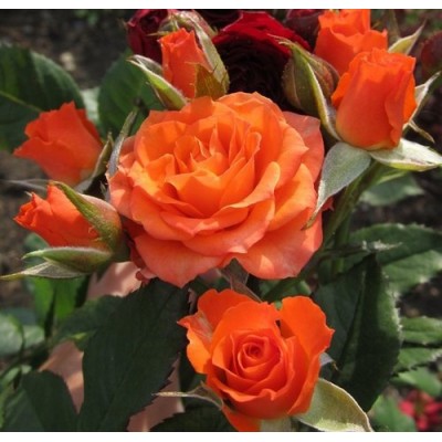 Саженец Розы Спреи "Алегрия" Саженец Розы Спреи "Алегрия"