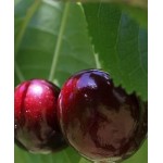 Саженец черешни "Бычина" Саженец черешни "Бычина"