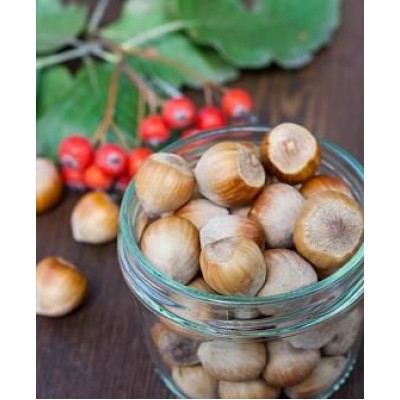 Фундук "Каталонский": цена и описание сорта