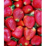 Рассада клубники "Анита" Рассада клубники "Анита"