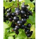 Саженец смородины чёрной "Аметист" Саженец смородины чёрной "Аметист"